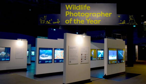 Wildlife Photographer of the Year