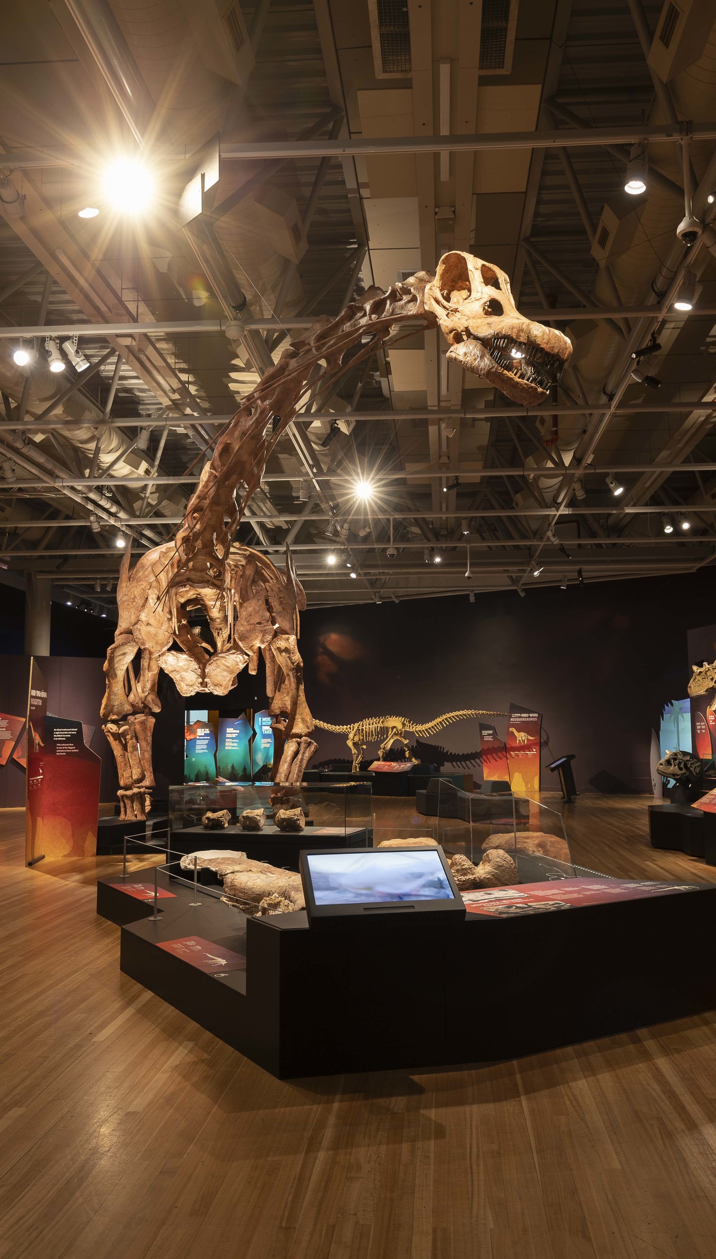 Copy of Te Papa-231215-Dino-0027- Med res (for prints up to A4, HD screen presentation  and general use) - jpg