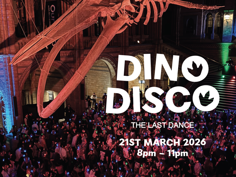 dino disco dinosaurs extinctions us teaser image
