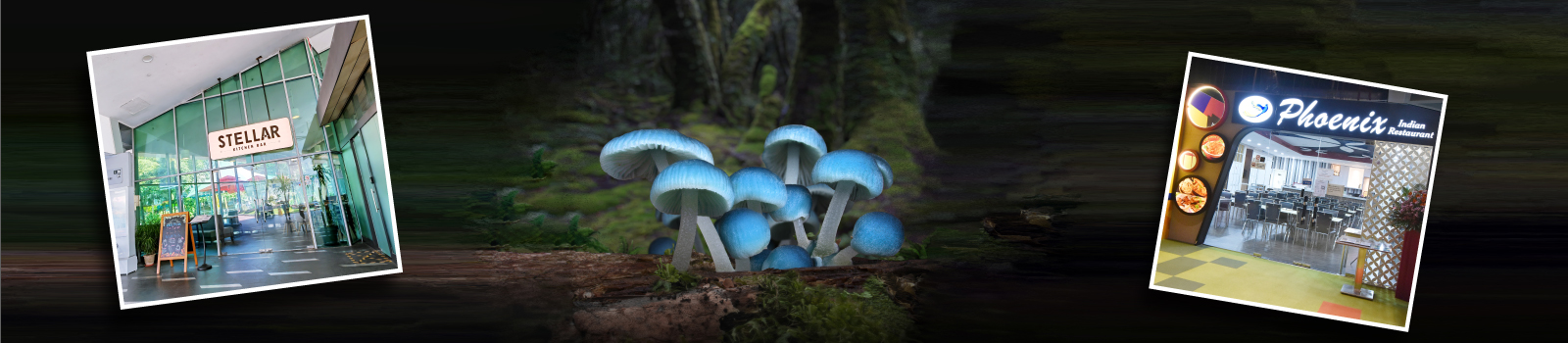 Fungi-Frenzy-May-2023-banner