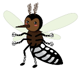 aedes egypti image