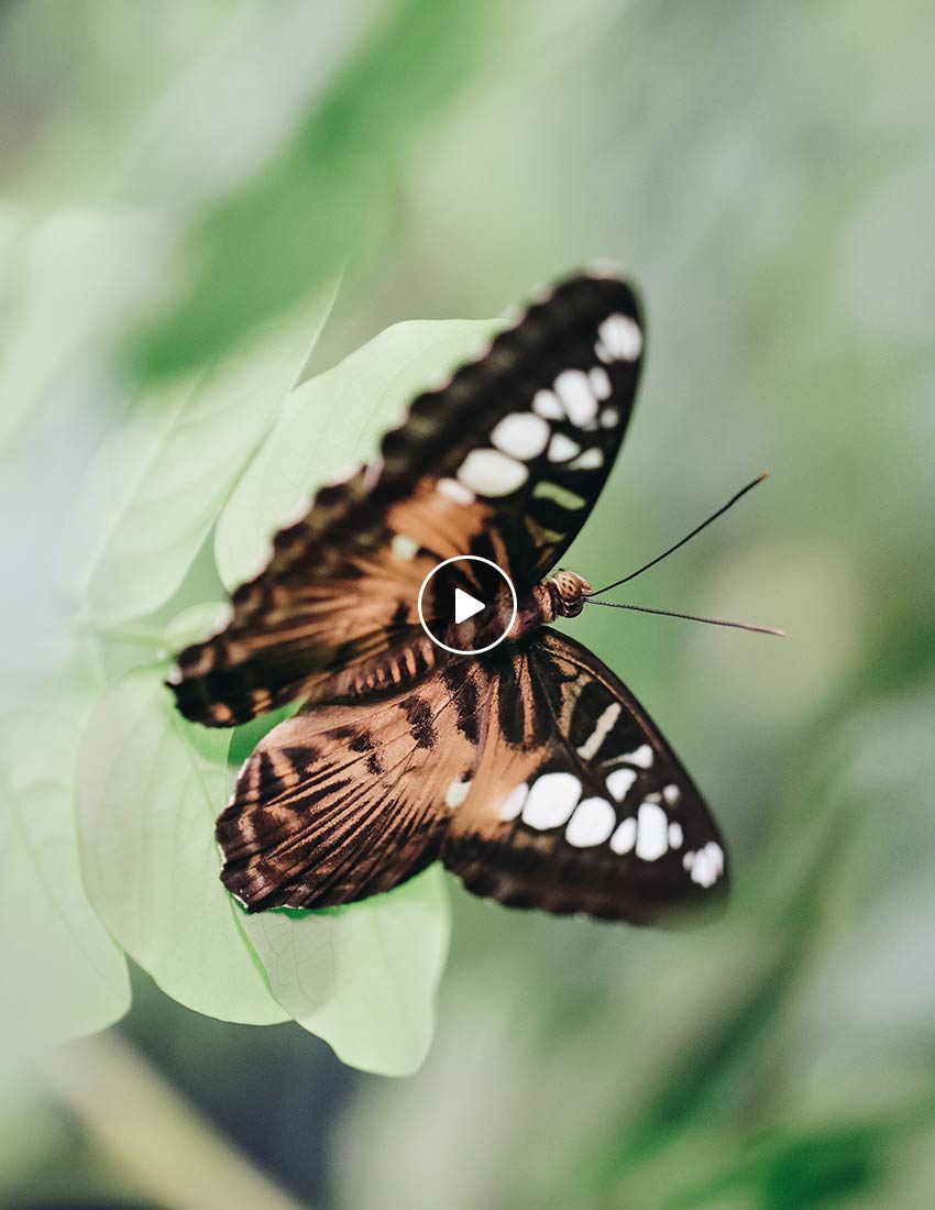 Homepage-Butterflies