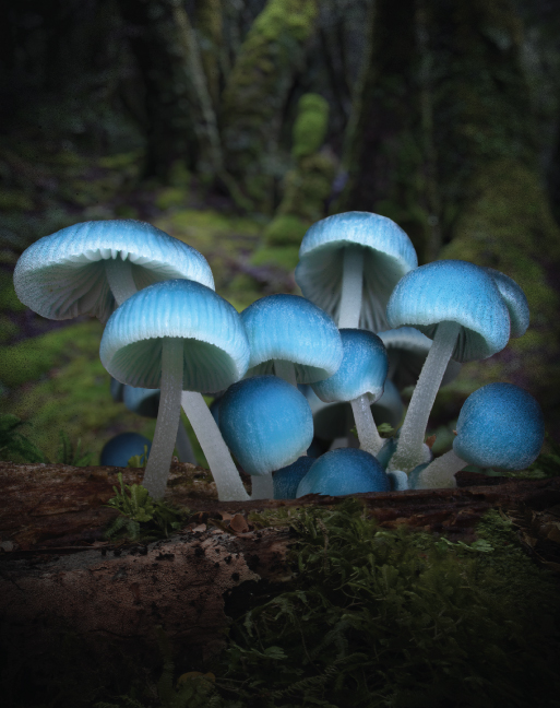 Nature's-Hidden-Kingdom-Homepage-Banner