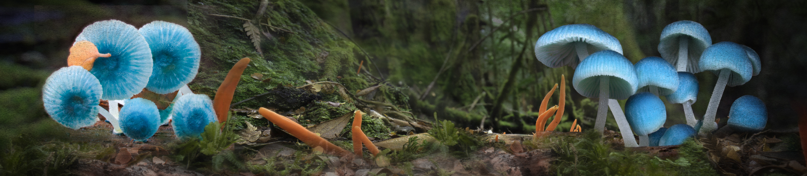 Nature's-Hidden-Kingdom-Web-Banner