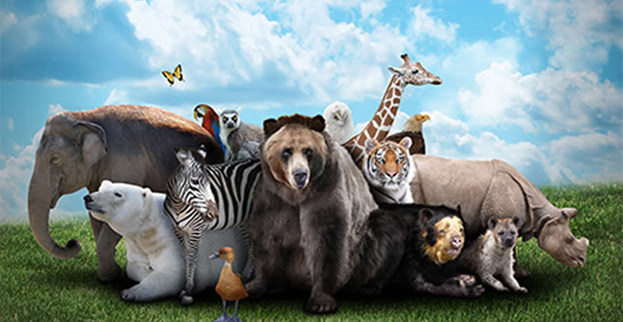 Animal kingdom