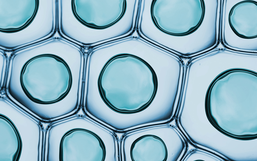 SSF_ScienceWhaaaat_homepage