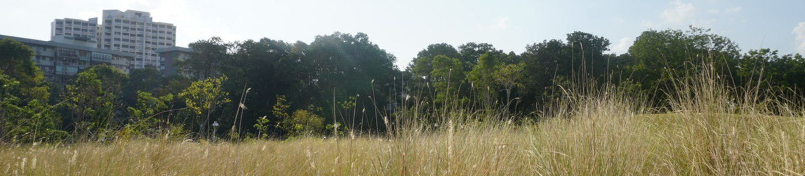 SoW Banner