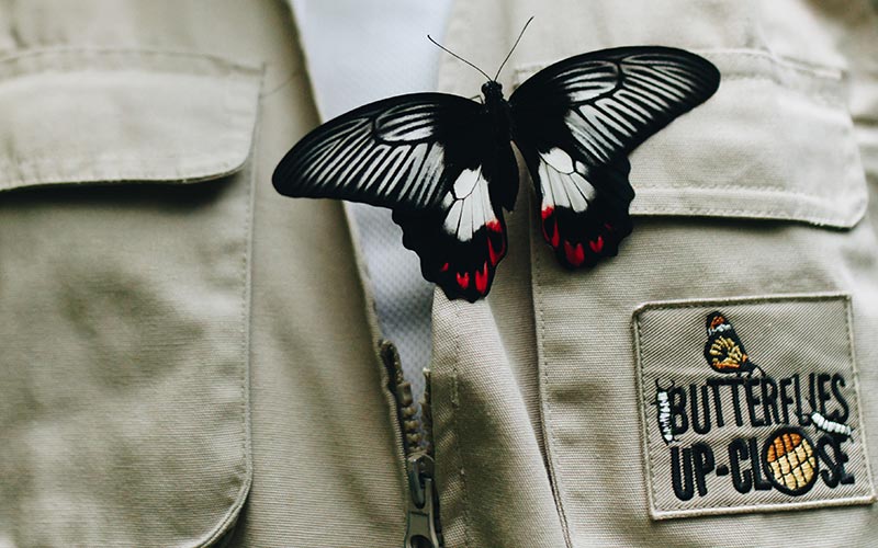 ButterfliesUpClose-Carousel-03