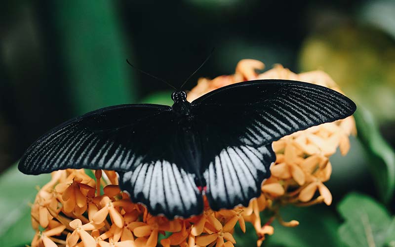 ButterfliesUpClose-Carousel-11