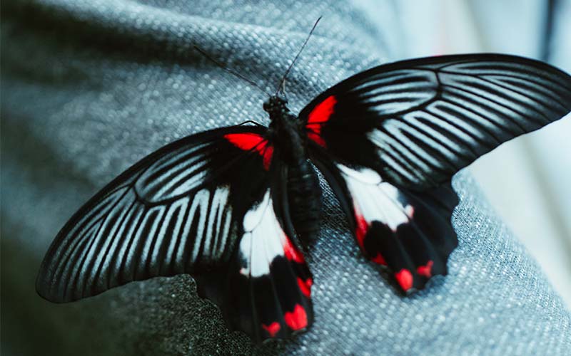 ButterfliesUpClose-Carousel-16