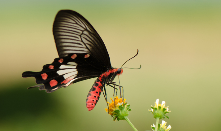 shutterstock_439547860(cropped)