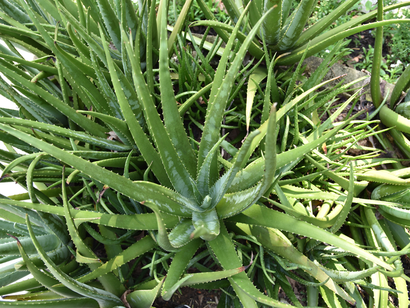 1 Aloe