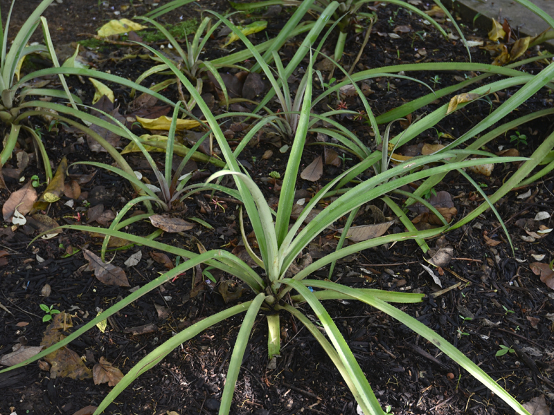 10_Pineapple