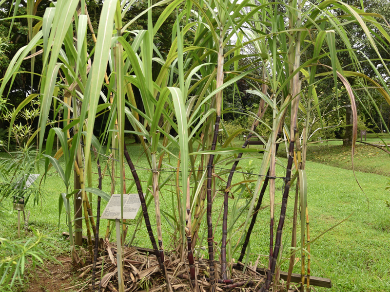 11b_Sugarcane