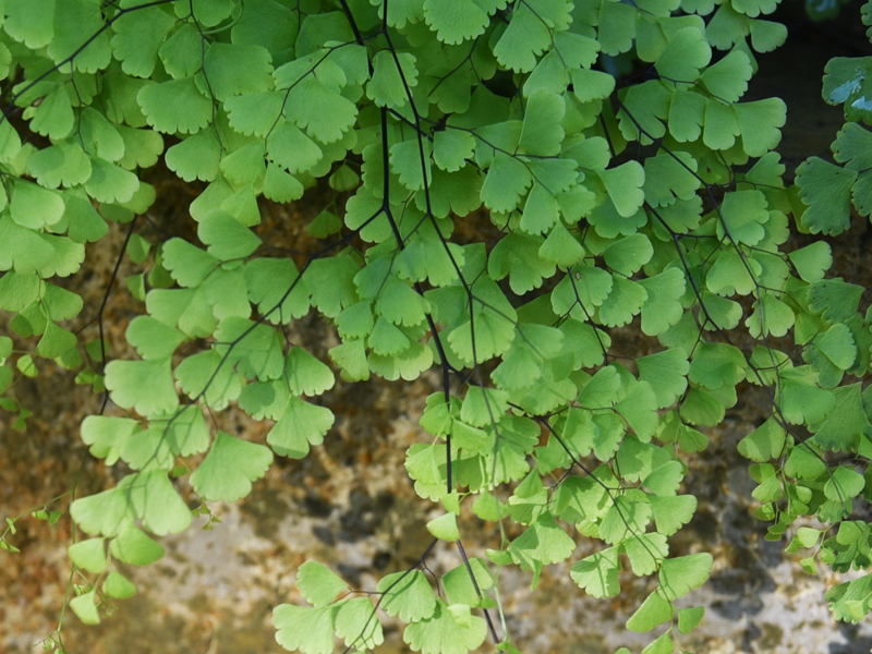 14a_Venus Hair Fern