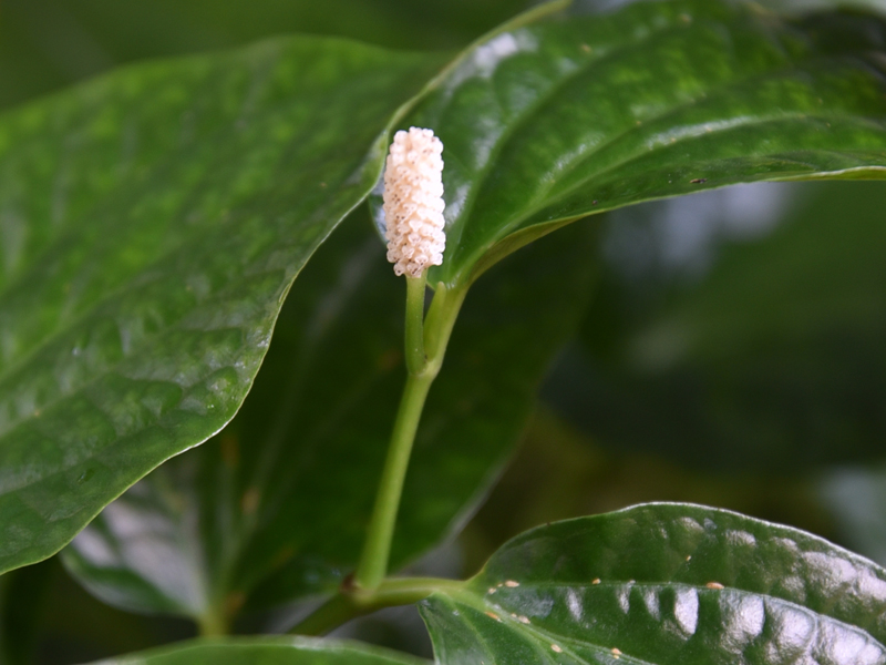 15_White Pepper