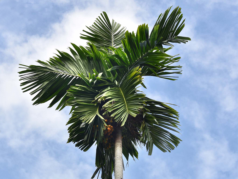 Areca Nut Tree