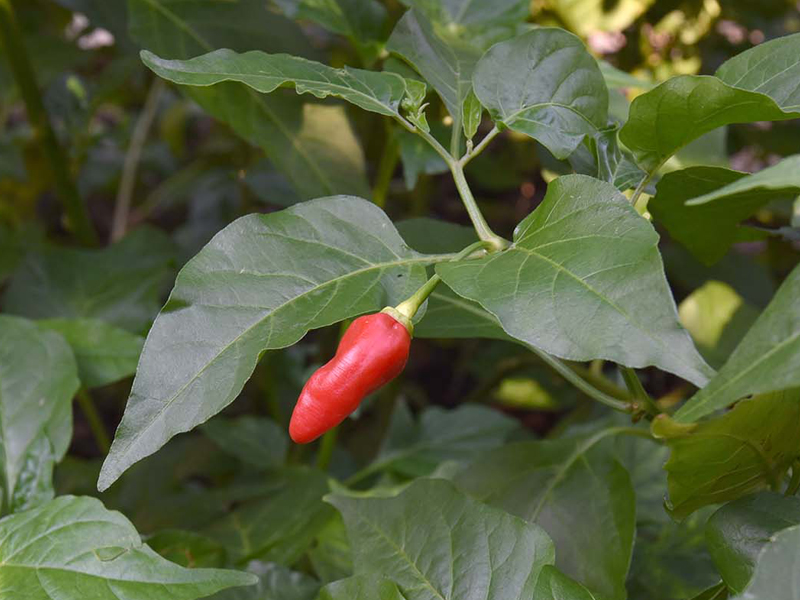 3_Chilli