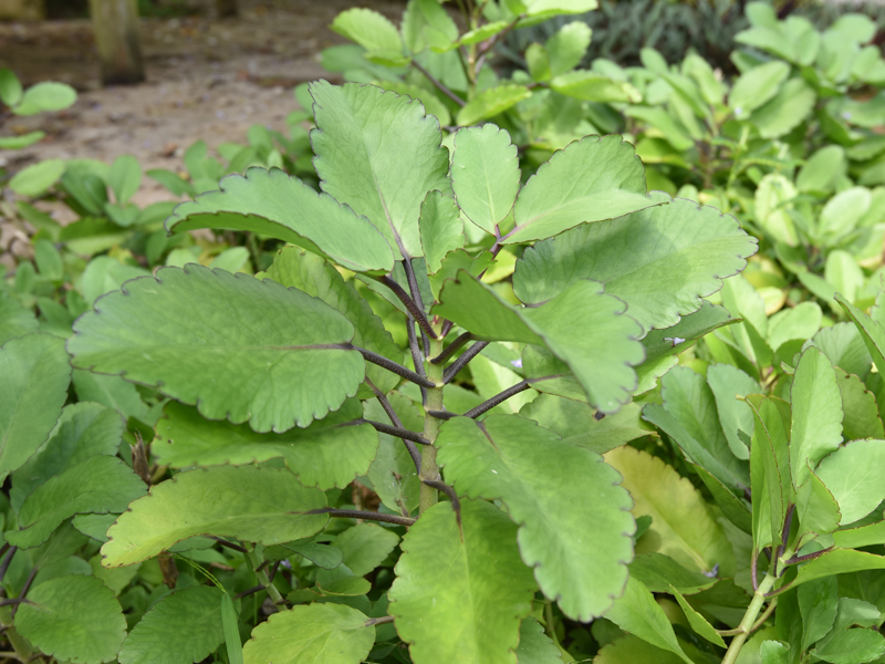 7_Life Plant