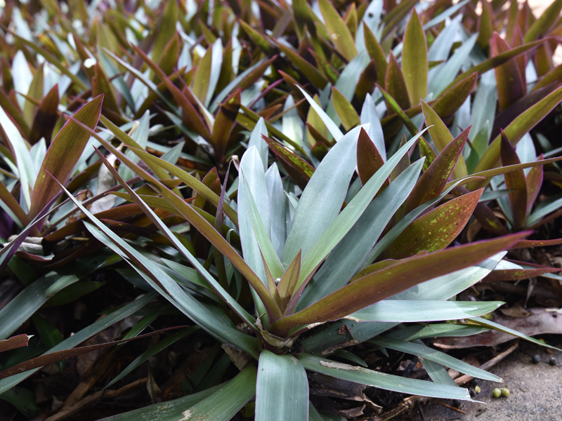 8a_Oyster Plant